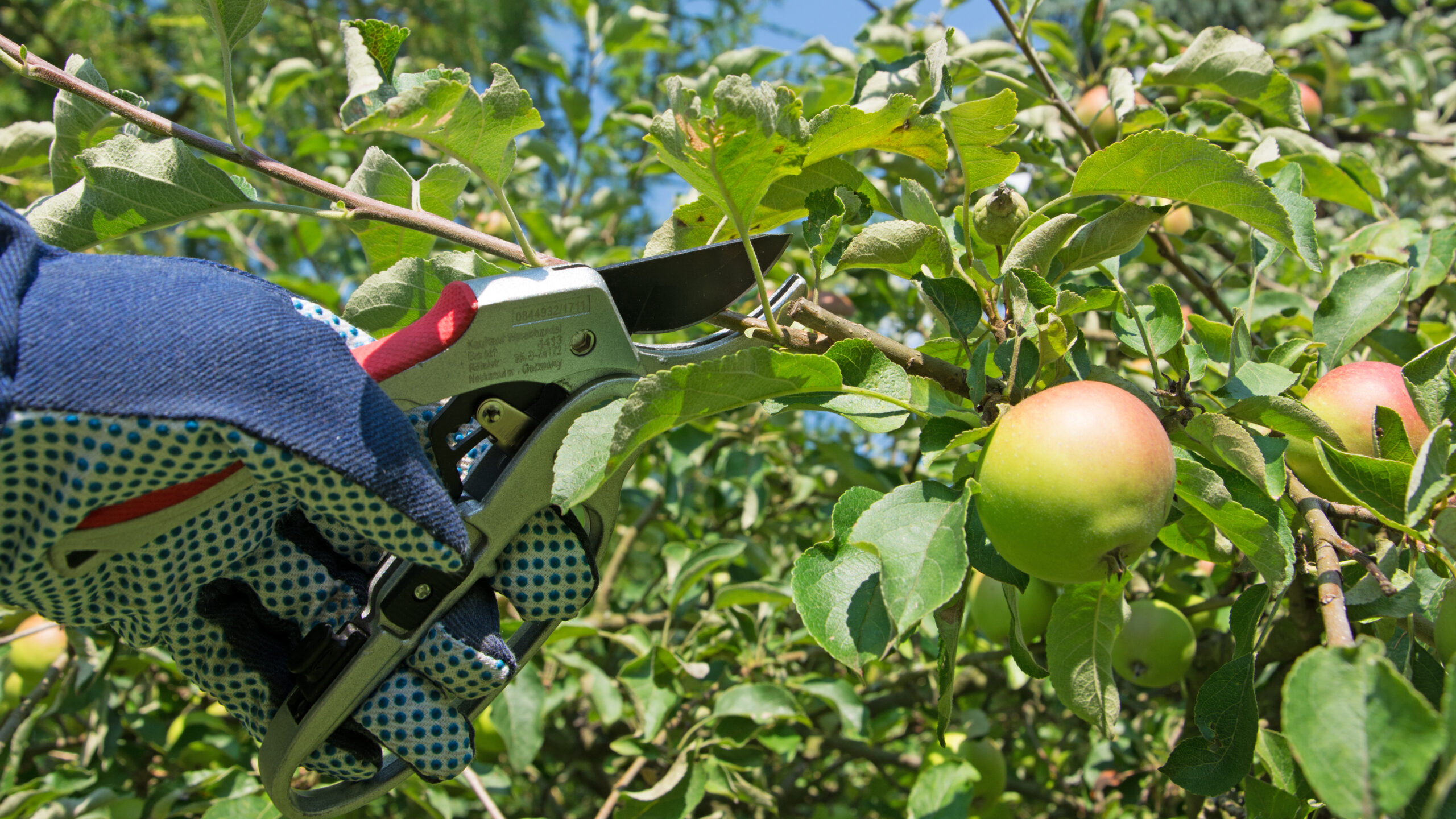 Przycinanie drzew owocowych - jak i kiedy to zrobić?