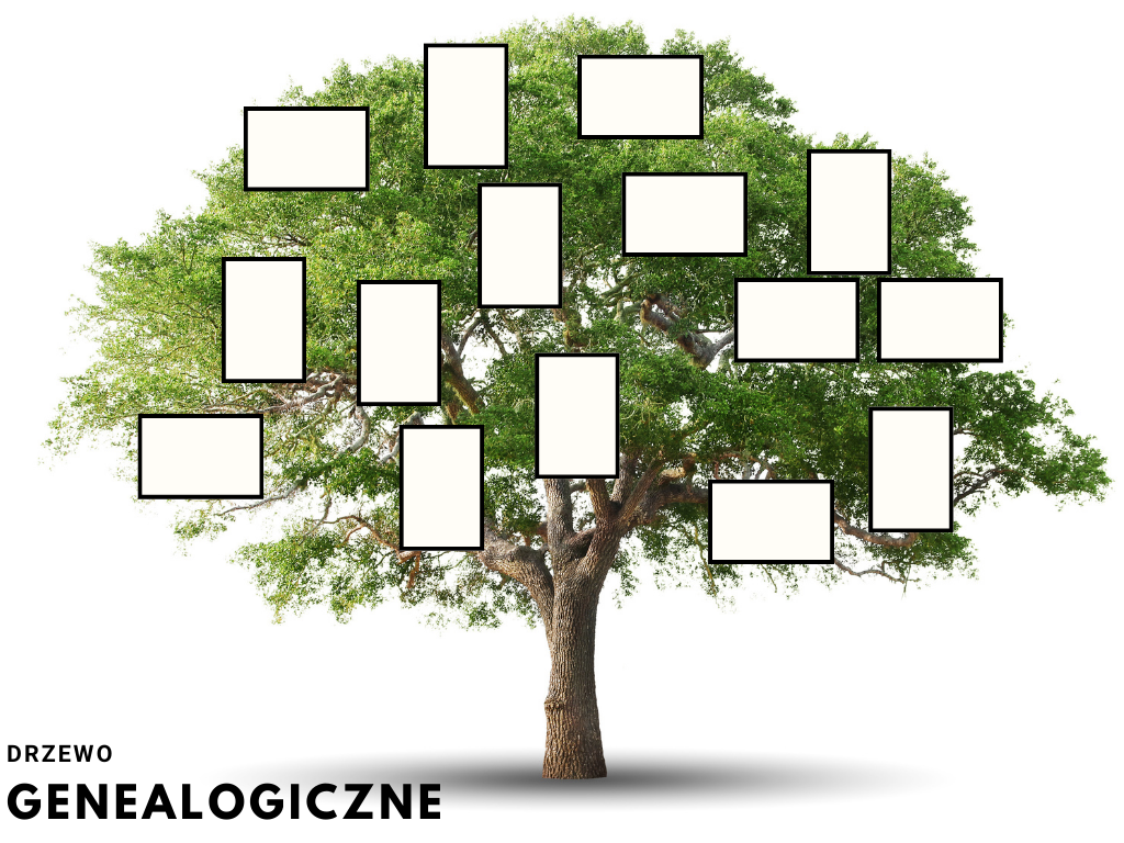 wzór jak zrobić drzewo genealogiczne do szkoły
